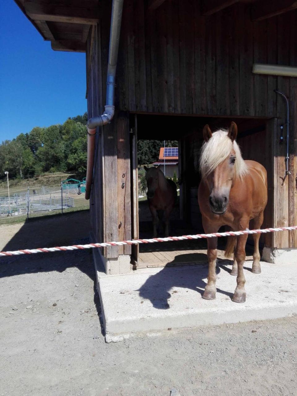 Ferienwohnung Dichtl Grafenau  Zewnętrze zdjęcie